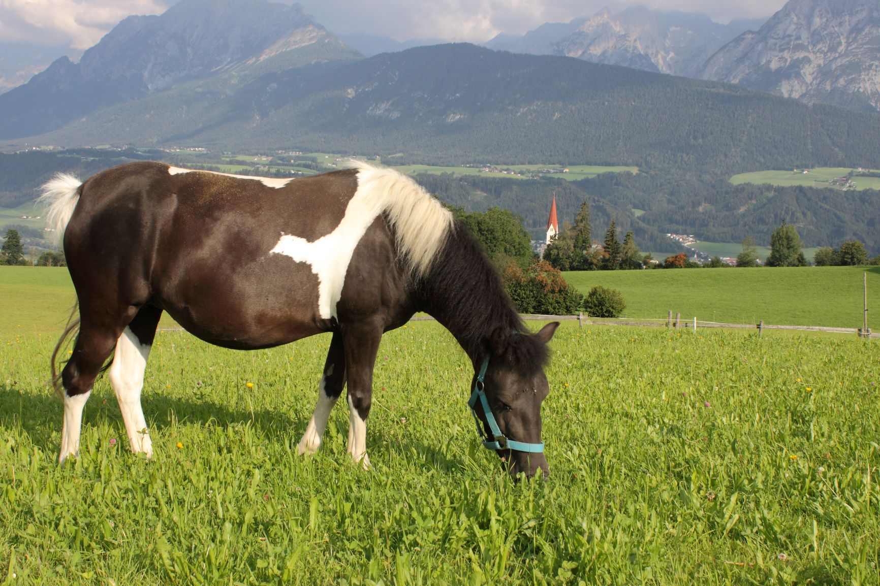 Pferd hat Schmerzen und lahmt TierHeilbar.de