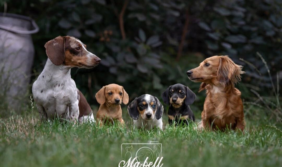 Naturheilkunde für Hundezucht und Bauernhof