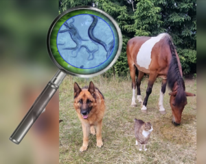 Darmparasiten bei Hund Katze Pferd