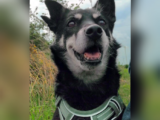 Aufbaukur für den alten und dementen Hund