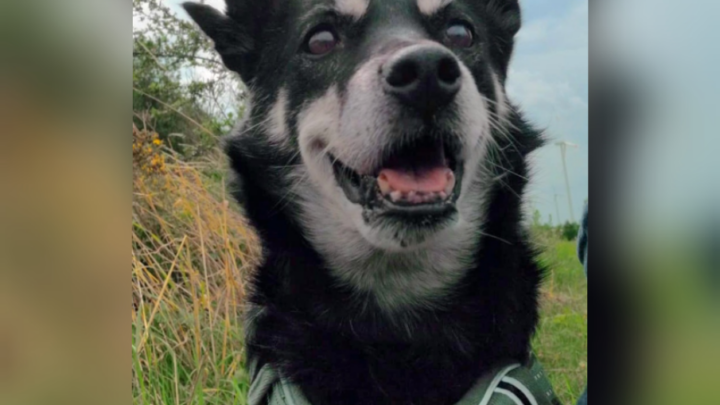 Aufbaukur für den alten und dementen Hund
