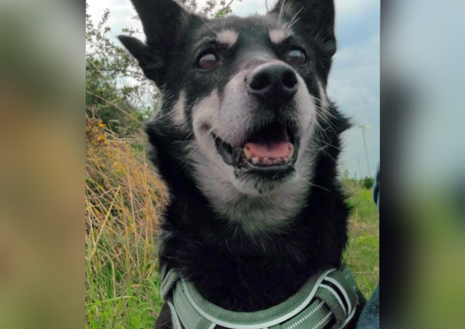 Aufbaukur für den alten und dementen Hund