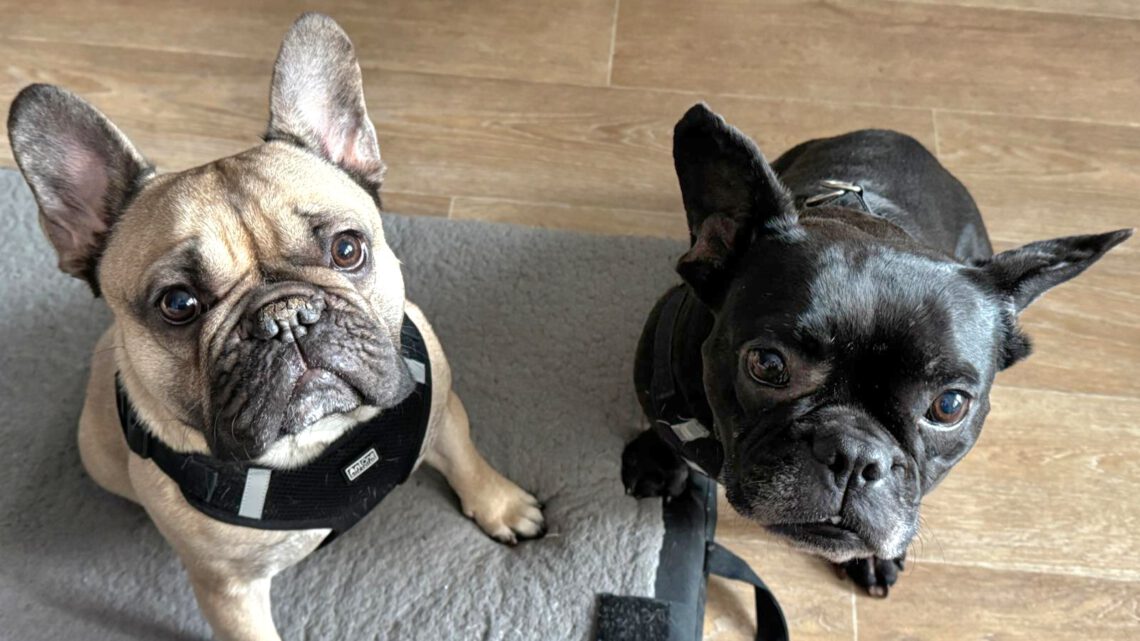 Juckreiz, Rückenschmerzen und Verhaltensprobleme ganzheitlich behandelt