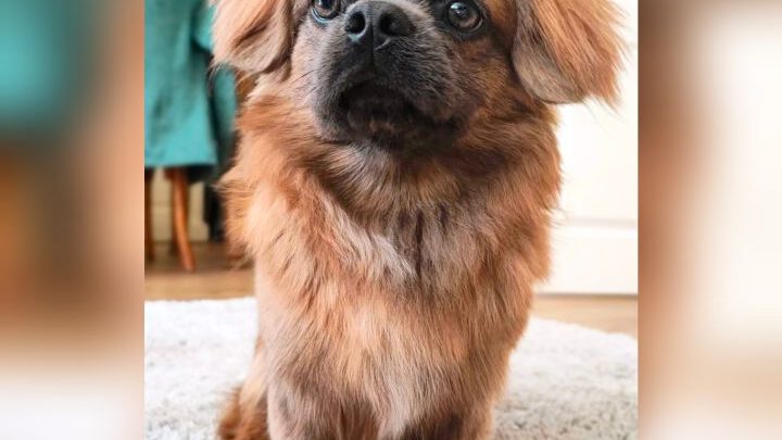 Darmsanierung beendet monatelangen Durchfall