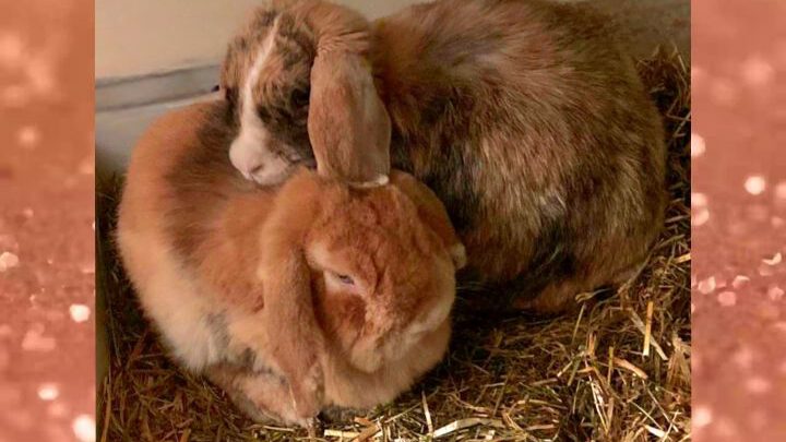Tierenergetik Fernbehandlung löst Blockade im Verdauungssystem und Psyche
