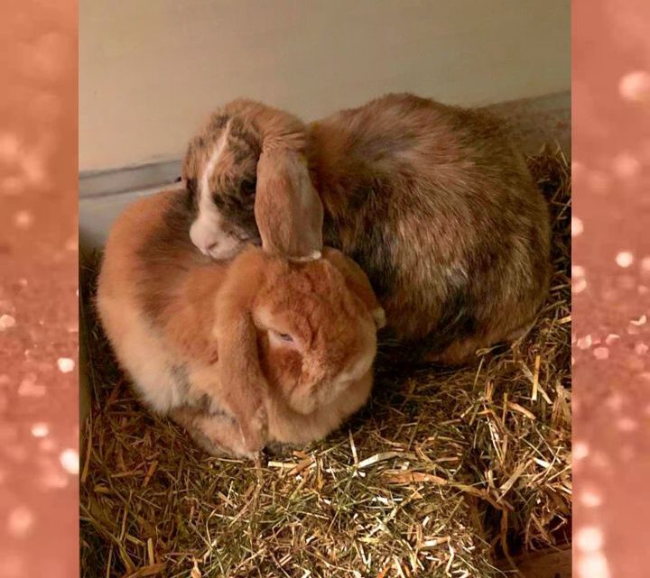 Tierenergetik Fernbehandlung löst Blockade im Verdauungssystem und Psyche