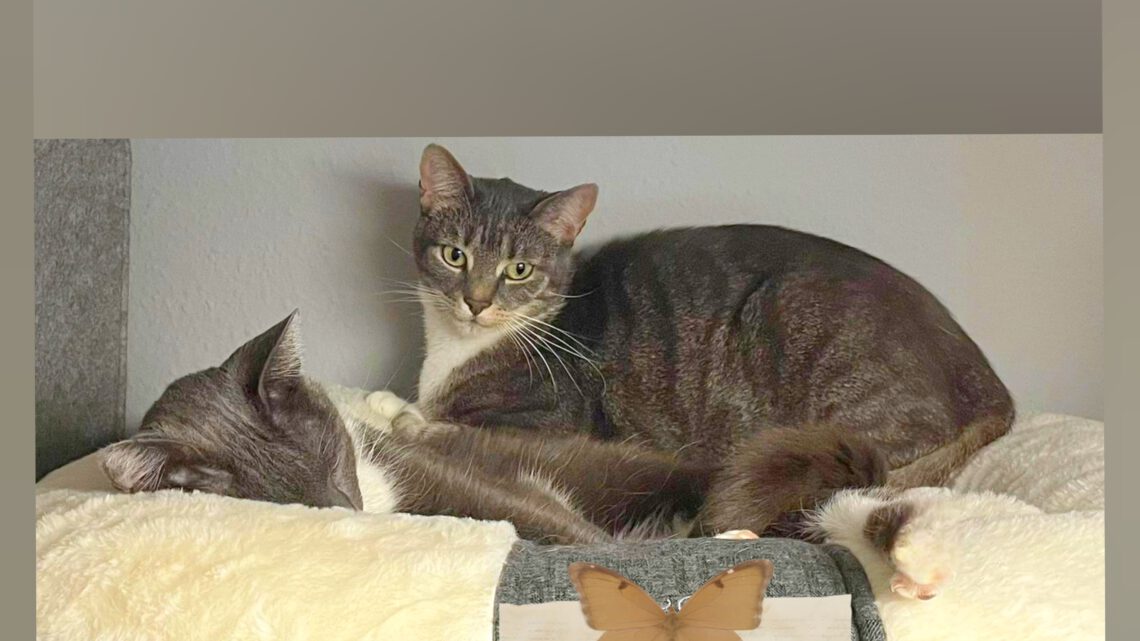 Stress, offene Ekzeme, chronischer Durchfall ganzheitlich behandelt