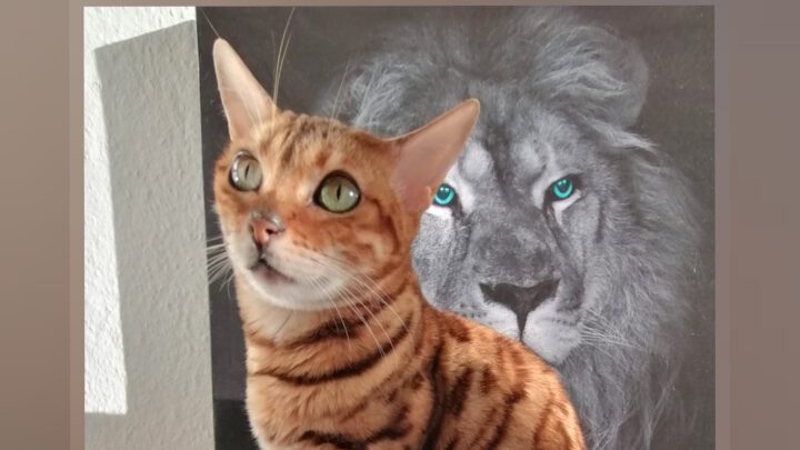 Bauchspeicheldrüseninsuffizienz – ganzheitliches Behandlungskonzept bringt Verdauung in gesunde Balance