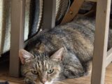 Mäklige abegmagerte Katze mit  Verdauunsstörungen nimmt mittels Naturheilkunde schnell zu