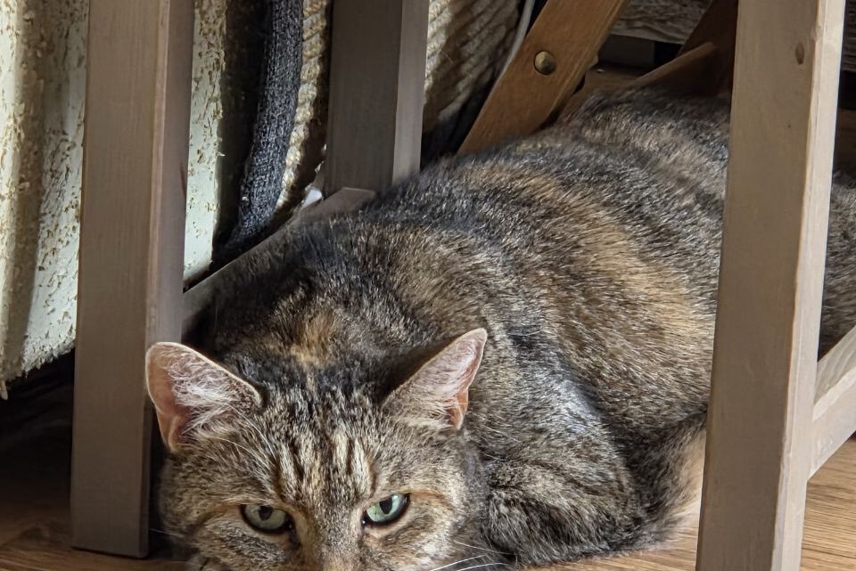 Mäklige abegmagerte Katze mit Verdauunsstörungen nimmt mittels Naturheilkunde schnell zu Mäklige abegmagerte Katze mit Verdauunsstörungen nimmt mittels Naturheilkunde schnell zu