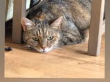 Mäklige abegmagerte Katze mit  Verdauunsstörungen nimmt mittels Naturheilkunde schnell zu