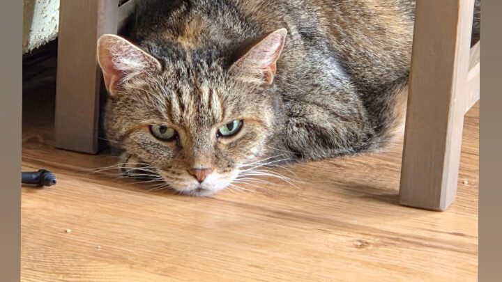 Mäklige abegmagerte Katze mit  Verdauunsstörungen nimmt mittels Naturheilkunde schnell zu