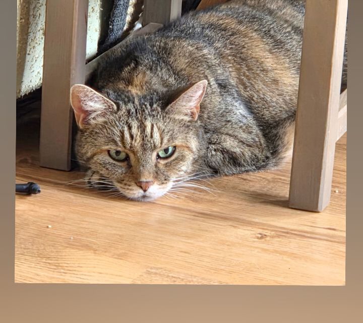 Mäklige abegmagerte Katze mit Verdauunsstörungen nimmt mittels Naturheilkunde schnell zu Mäklige abegmagerte Katze mit Verdauunsstörungen nimmt mittels Naturheilkunde schnell zu