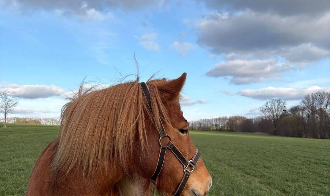 Tierkommunikation als Entscheidungshilfe nutzen