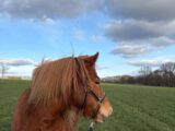 Tierkommunikation als Entscheidungshilfe nutzen