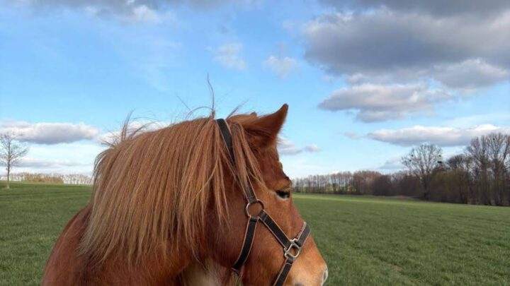 Tierkommunikation als Entscheidungshilfe nutzen