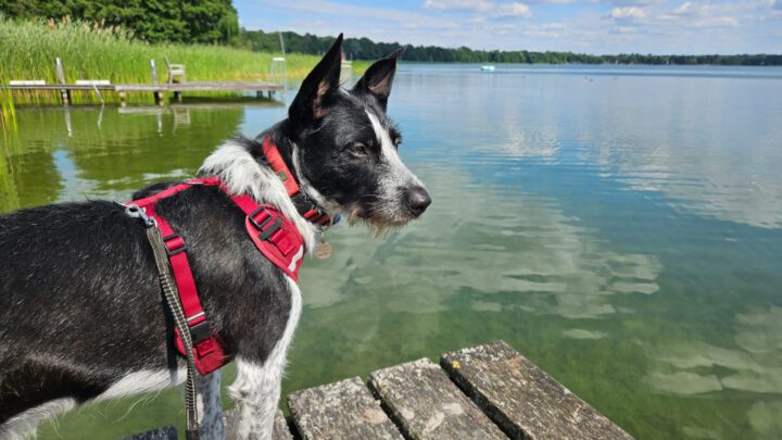 Tierkommunikation als Basis zum vertrauensvollen Miteinander