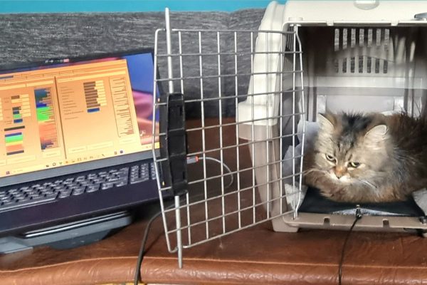 Bioresonanztherapie Katze