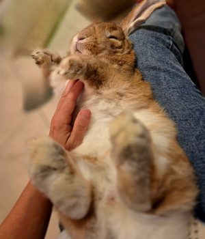 Tierenergetik am Tier