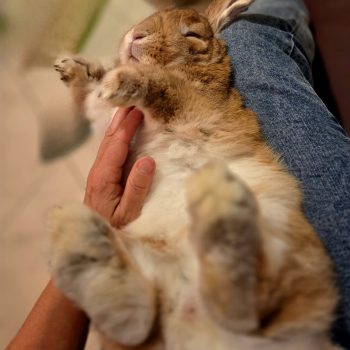 Tierenergetik am Tier