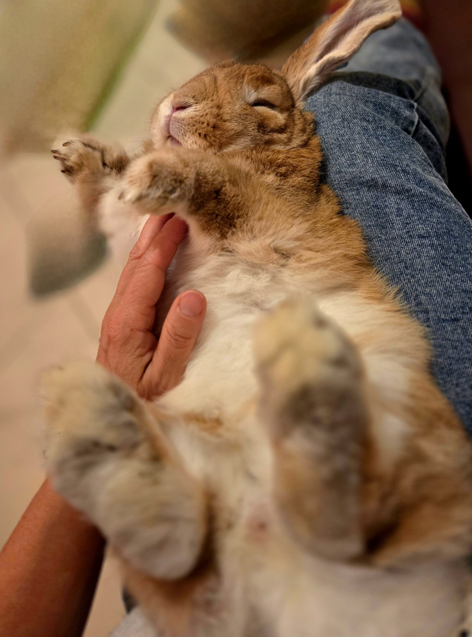 Tierenergetik am Tier