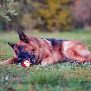 Ernährungsberatung_2