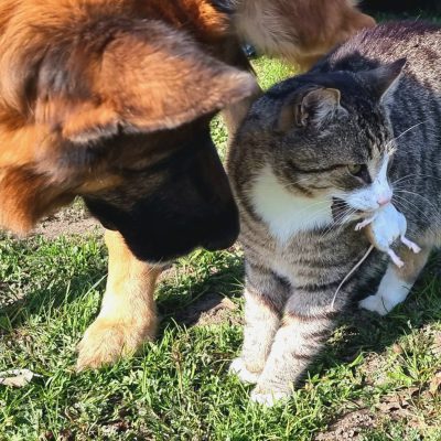 Ernährungsberatung Hund Katze