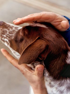 Tier-Heilbar_Heilströmen_full