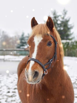 Tierkommunikation_Quadrat(1)