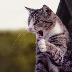 Tierpsychologie_Quadrat_nah